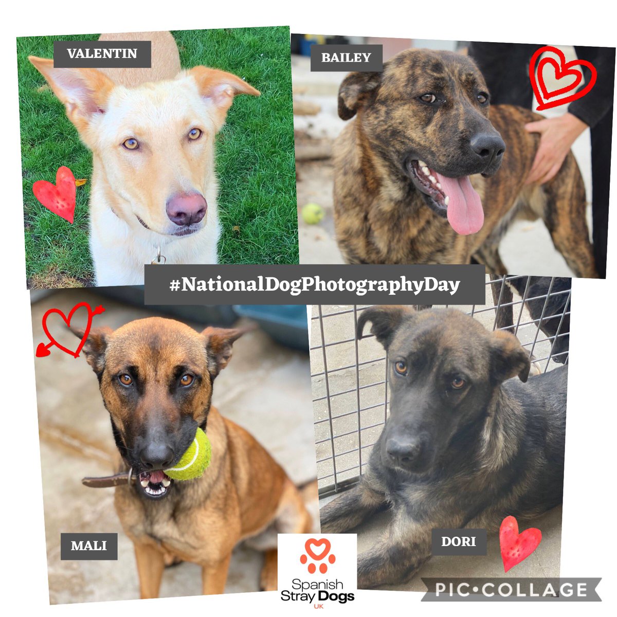 spanishstray's tweet photo. It's #NationalDogPhotographyDay &amp; we just love every single picture we take of our wonderful canine 🐾 companions 😍

Do you have a favourite photo of your dog, please share it below. 

Here’s a few photos of our beautiful 🥰 dogs looking for homes ❤️

https://t.co/QMsKBDC7hx https://t.co/egc13rGSiE