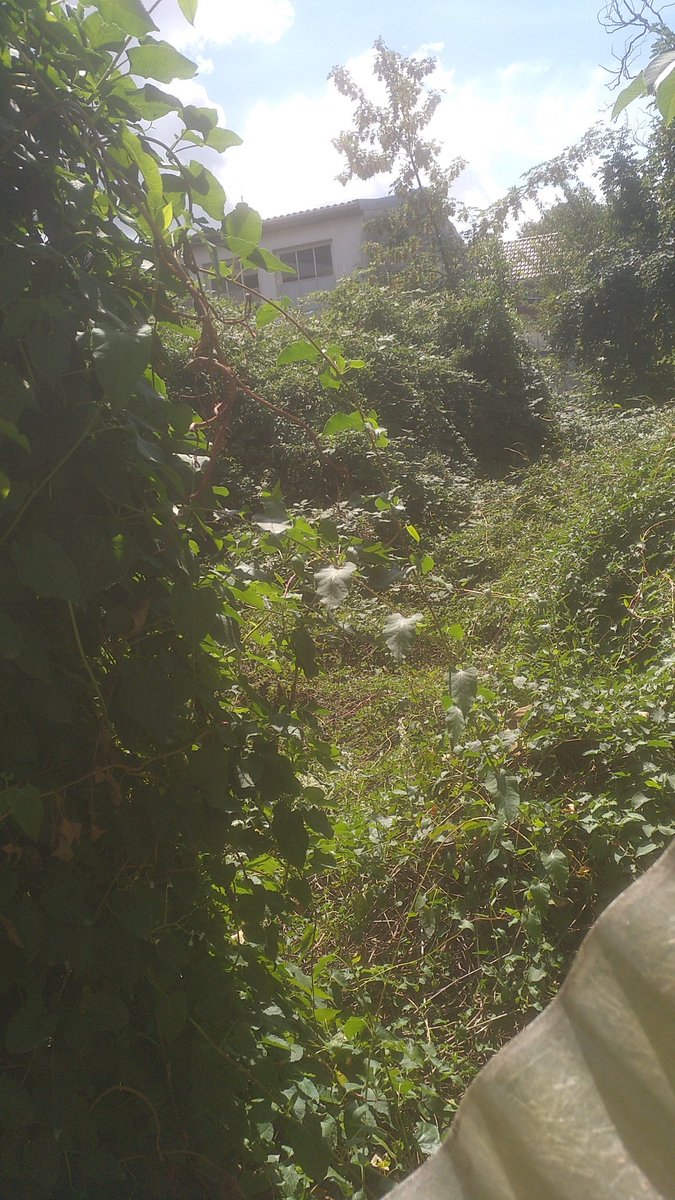 beerockxs's tweet photo. @Hadeur Wenn wir wie geplant und hoffentlich möglich 20-30 m² des verwilderten ungenutzten Nachbargarteb günstig mieten oder pachten können brauch ich das auch. #knöterichwildnis #minibagger https://t.co/ZgVosJ83g8