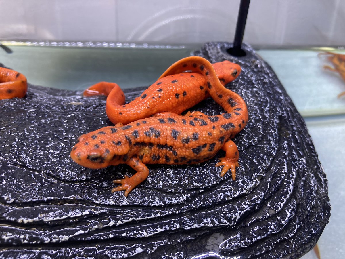 アカハライモリ 色彩変異個体 3匹セット ①②③