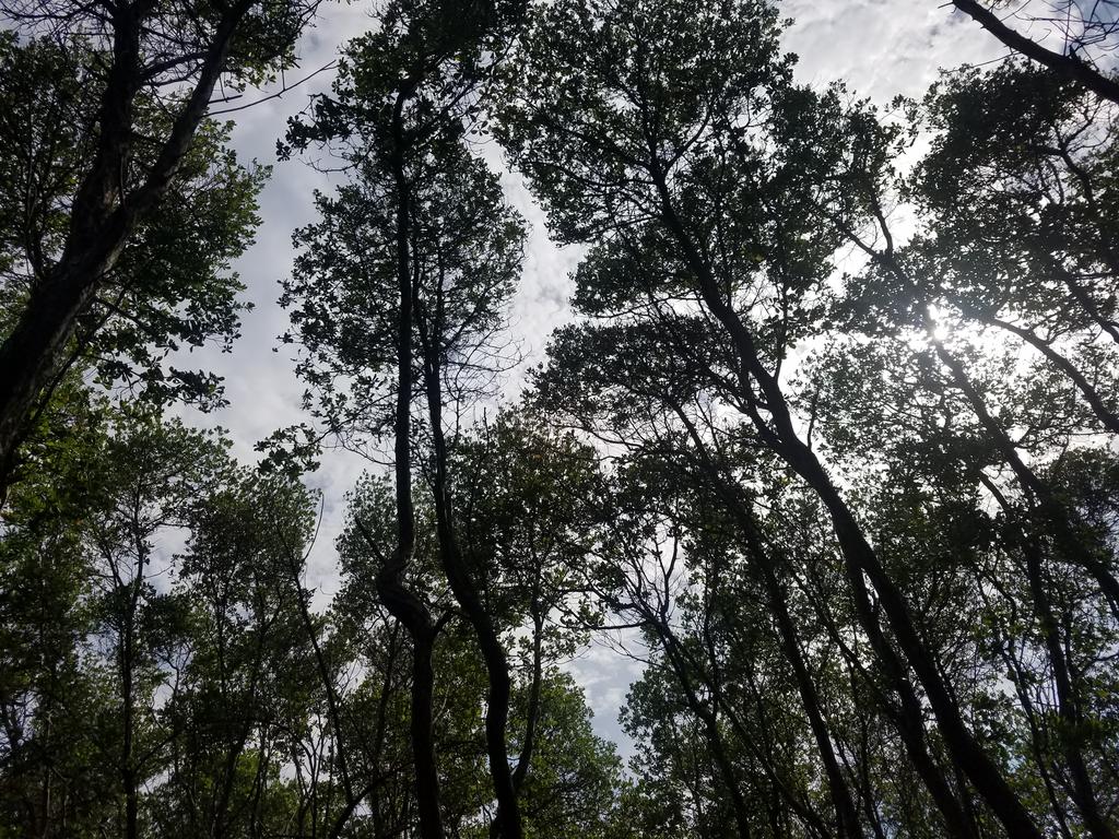  #KulhudhuffushiKulhi Burevi forest canopy appreciation thread.