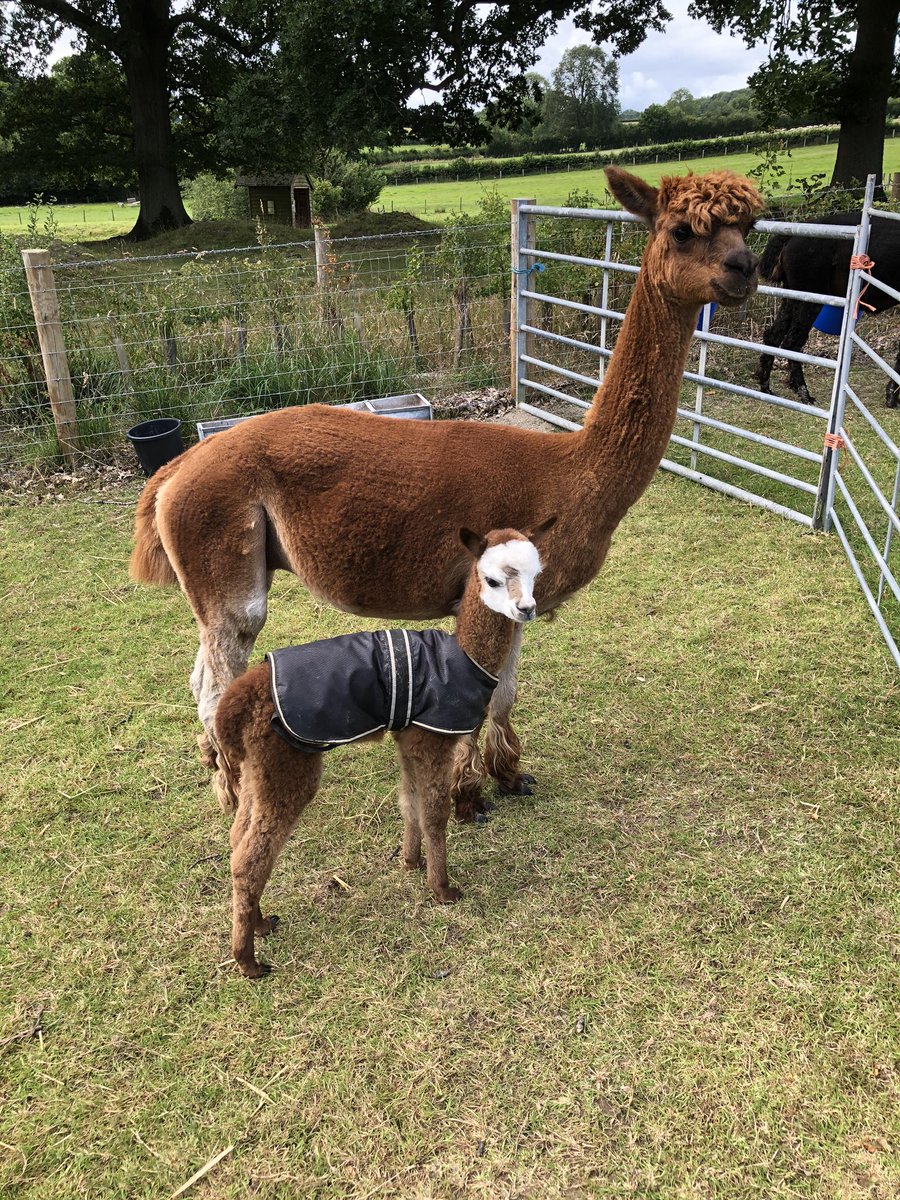 WAlpacas's tweet photo. Mum and baby doing well! #motherhood #Shropshire #alpaca https://t.co/cIIf9LlILp