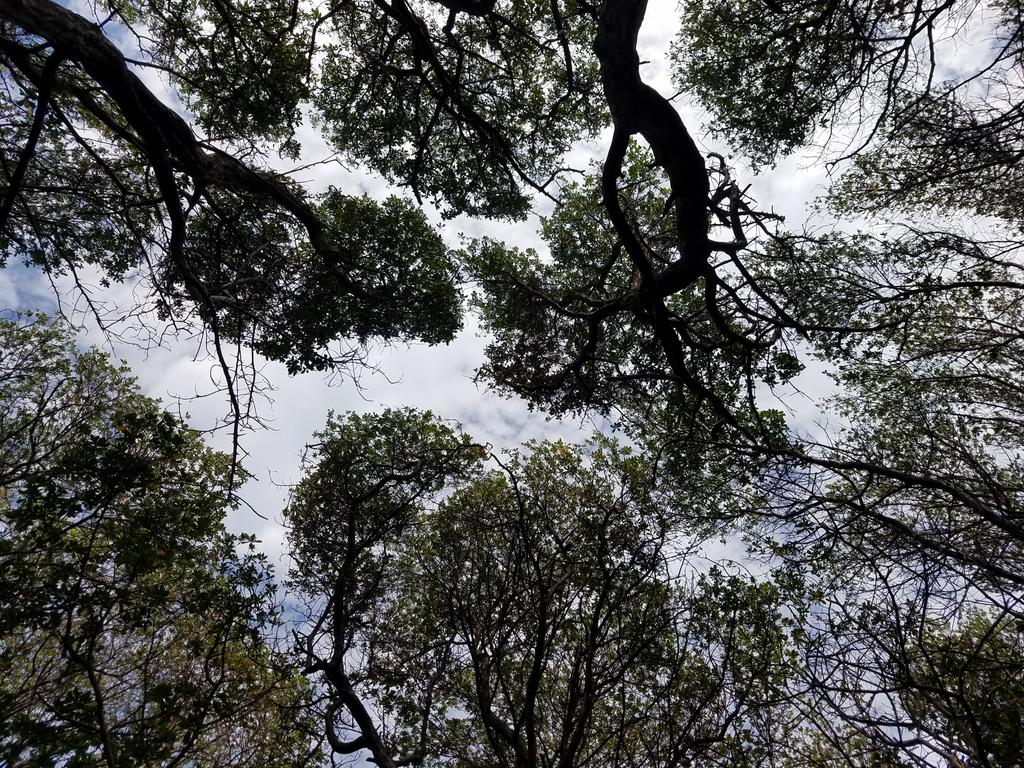  #KulhudhuffushiKulhi Burevi forest canopy appreciation thread.