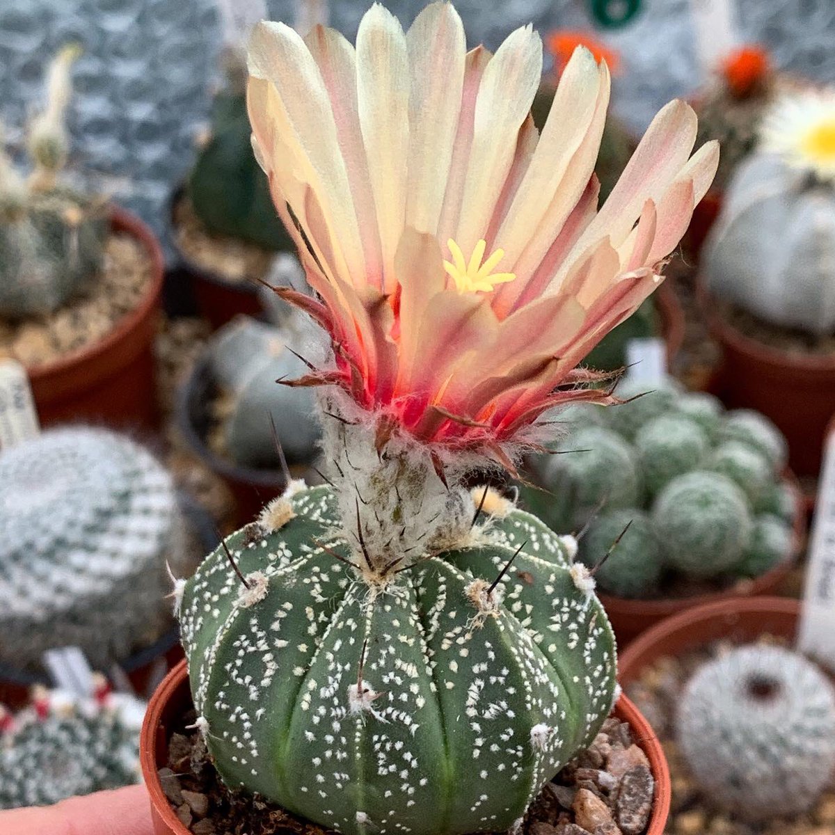 ginnyclaire006's tweet photo. Very happy with my special Ebay purchase flowering for the first time Astrophytum Asterias x Capricorn 😍💚 🌵 #cactusworld #cactusoftheday #britishcactusandsucculentsociety #cacti #cactus #cactusuk #astrophytum #cactusflower #cactusworld #cacticollection https://t.co/HAFmrBnpr5