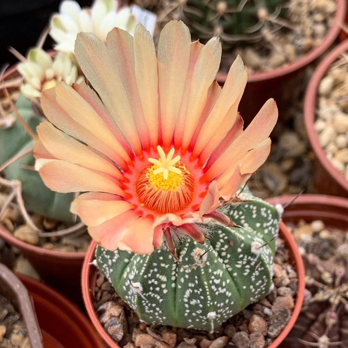 ginnyclaire006's tweet photo. Very happy with my special Ebay purchase flowering for the first time Astrophytum Asterias x Capricorn 😍💚 🌵 #cactusworld #cactusoftheday #britishcactusandsucculentsociety #cacti #cactus #cactusuk #astrophytum #cactusflower #cactusworld #cacticollection https://t.co/HAFmrBnpr5