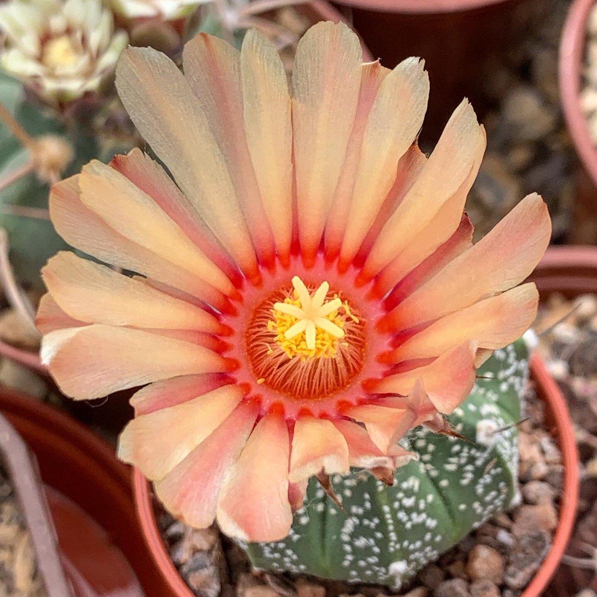ginnyclaire006's tweet photo. Very happy with my special Ebay purchase flowering for the first time Astrophytum Asterias x Capricorn 😍💚 🌵 #cactusworld #cactusoftheday #britishcactusandsucculentsociety #cacti #cactus #cactusuk #astrophytum #cactusflower #cactusworld #cacticollection https://t.co/HAFmrBnpr5