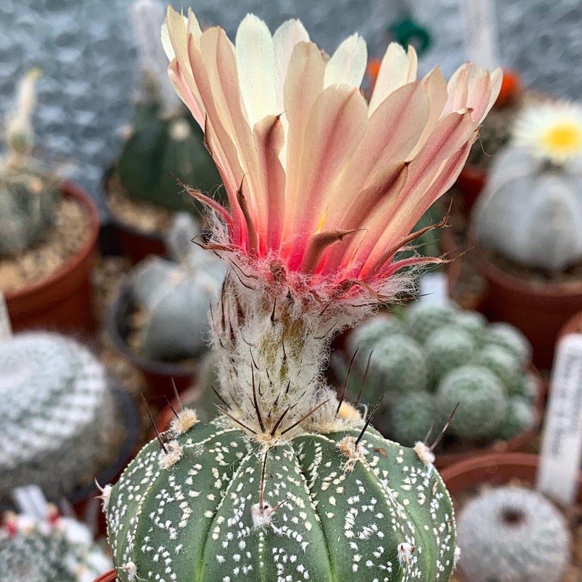 ginnyclaire006's tweet photo. Very happy with my special Ebay purchase flowering for the first time Astrophytum Asterias x Capricorn 😍💚 🌵 #cactusworld #cactusoftheday #britishcactusandsucculentsociety #cacti #cactus #cactusuk #astrophytum #cactusflower #cactusworld #cacticollection https://t.co/HAFmrBnpr5