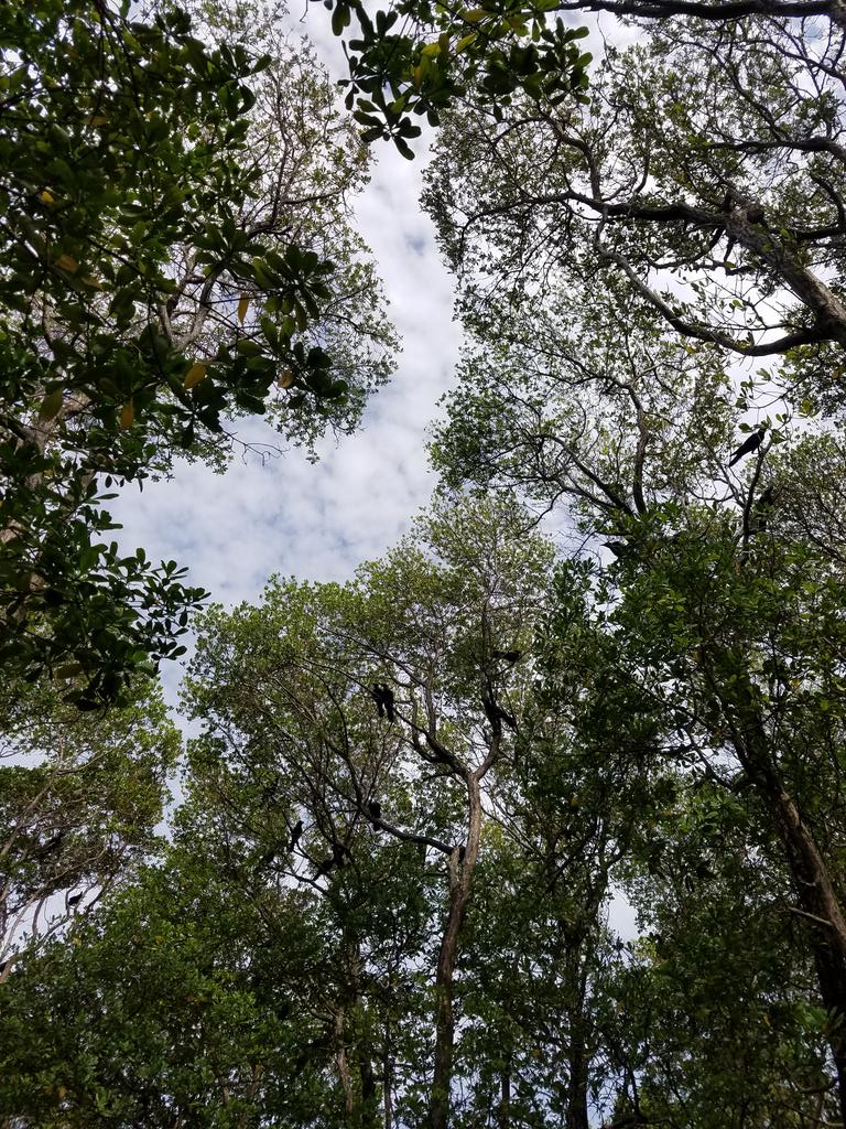  #KulhudhuffushiKulhi Burevi forest canopy appreciation thread.