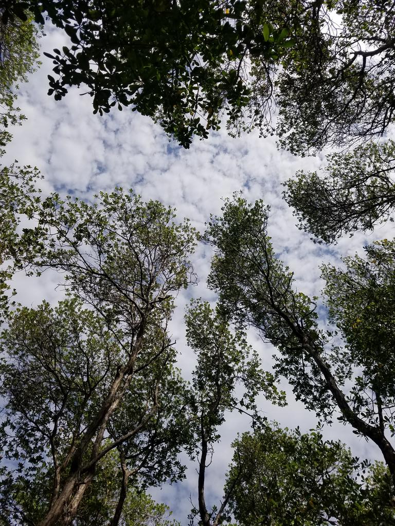 #KulhudhuffushiKulhi Burevi forest canopy appreciation thread.