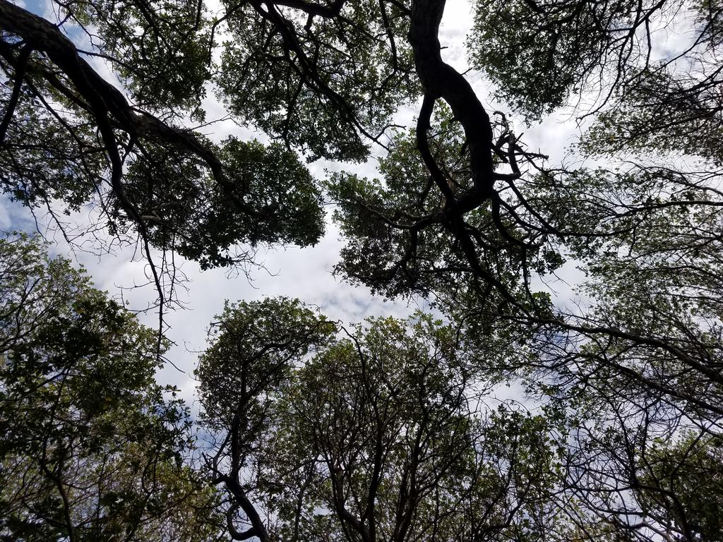  #KulhudhuffushiKulhi Burevi forest canopy appreciation thread.