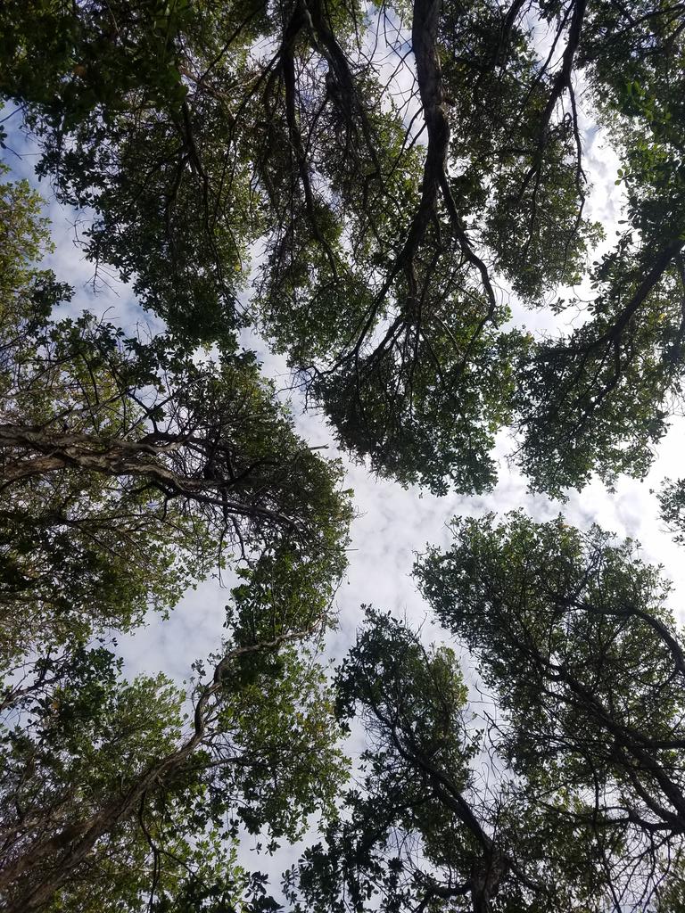  #KulhudhuffushiKulhi Burevi forest canopy appreciation thread.