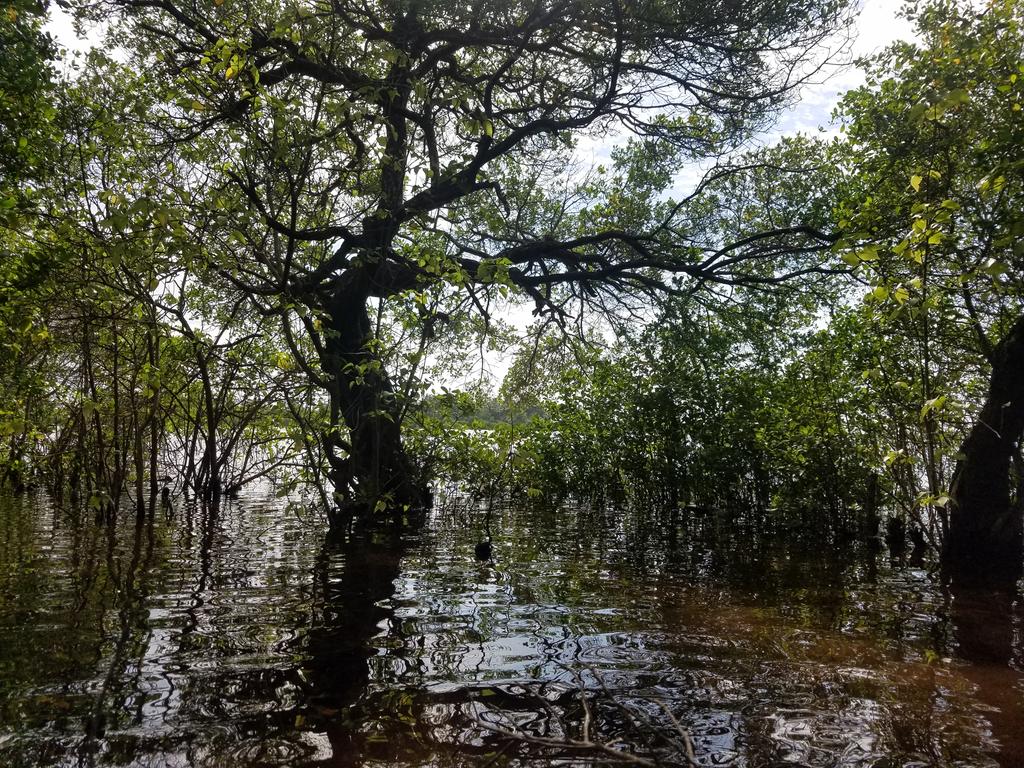  #KulhudhuffushiKulhi Burevi forest canopy appreciation thread.