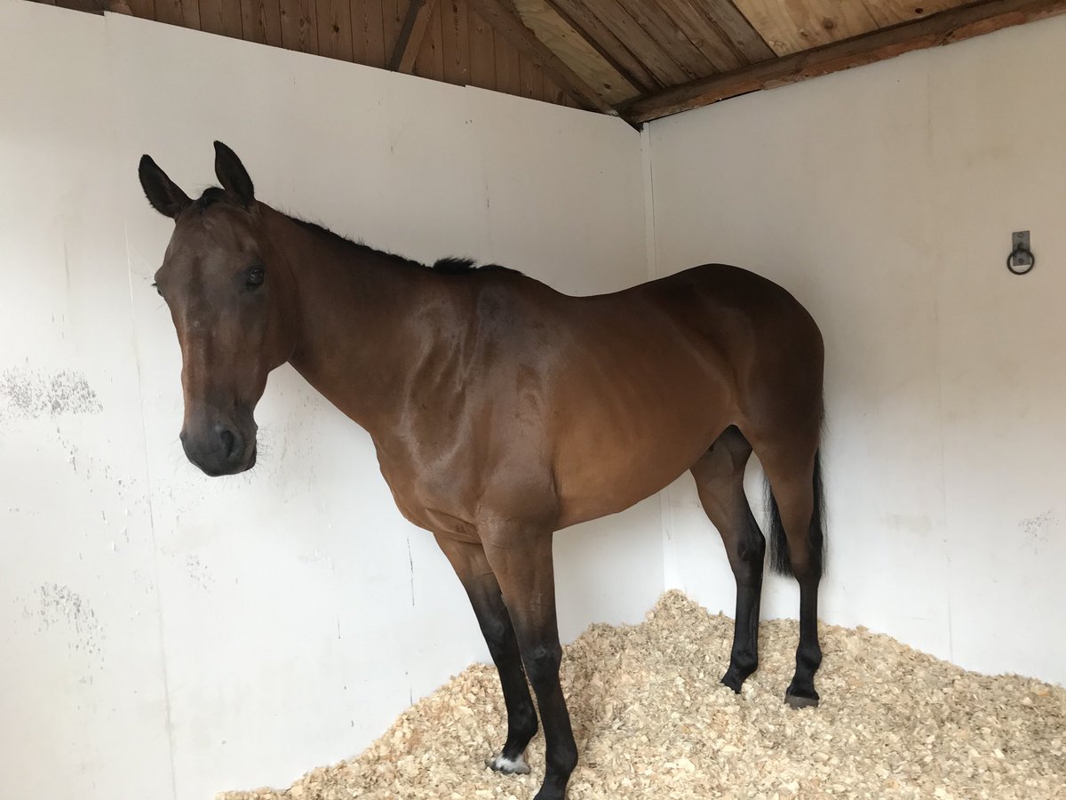 SWaughRacing's tweet photo. Royal Flush relaxing before the 3rd race at Cartmel. https://t.co/0WjlclrRUN