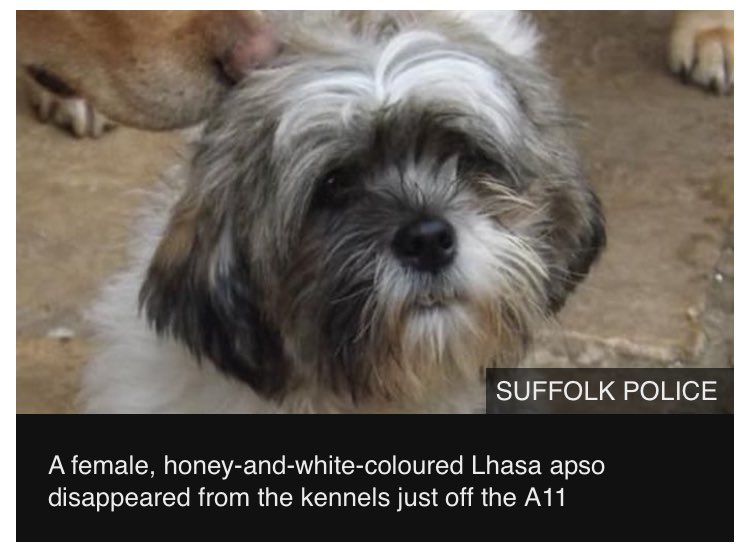 Dr Daniel Allen (@dr_dan_1) on Twitter photo Police have warned people to be vigilant with their pets after 17 dogs, including 13 puppies were stolen from Fiveways Boarding Kennels and Cattery in Barton Mills, Suffolk.
RT to raise awareness. SIGN for #PetTheftReform petition.parliament.uk/petitions/3000… 🐾 <a href="/SuffolkPolice/">Suffolk Police</a> <a href="/BBCSuffolk/">BBC Suffolk</a> Police have warned people to be vigilant with their pets after 17 dogs, including 13 puppies were stolen from Fiveways Boarding Kennels and Cattery in Barton Mills, Suffolk.
RT to raise awareness. SIGN for #PetTheftReform petition.parliament.uk/petitions/3000… 🐾 <a href="/SuffolkPolice/">Suffolk Police</a> <a href="/BBCSuffolk/">BBC Suffolk</a>