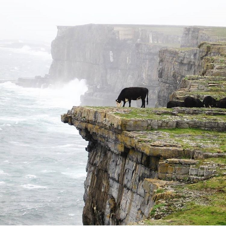 irelandcalling1's tweet photo. This cow grazing on the top of one of the Aran Islands is braver than I am!

Her foolhardiness was captured by

#ireland #irelandcalling https://t.co/hJ3jCpzxGe