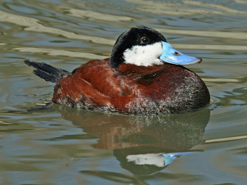 Addendum! A few people have pointed out, re: duck antler dicks.SOME ducks. Because why would anything in nature be clear cut and easy?The Lesser Scaup and the Ruddy duck are the only two I can find for sure.(appropriately) Dick Daniels, Connor Mah https://www.popsci.com/duck-penis-social-pressure