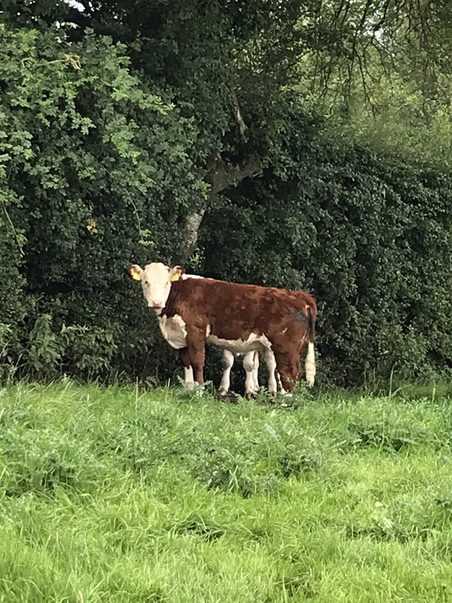 PadraicMckenna's tweet photo. Feb born heifer calf by stockbull Pulham Ringleader . https://t.co/6xVVAAG2S0