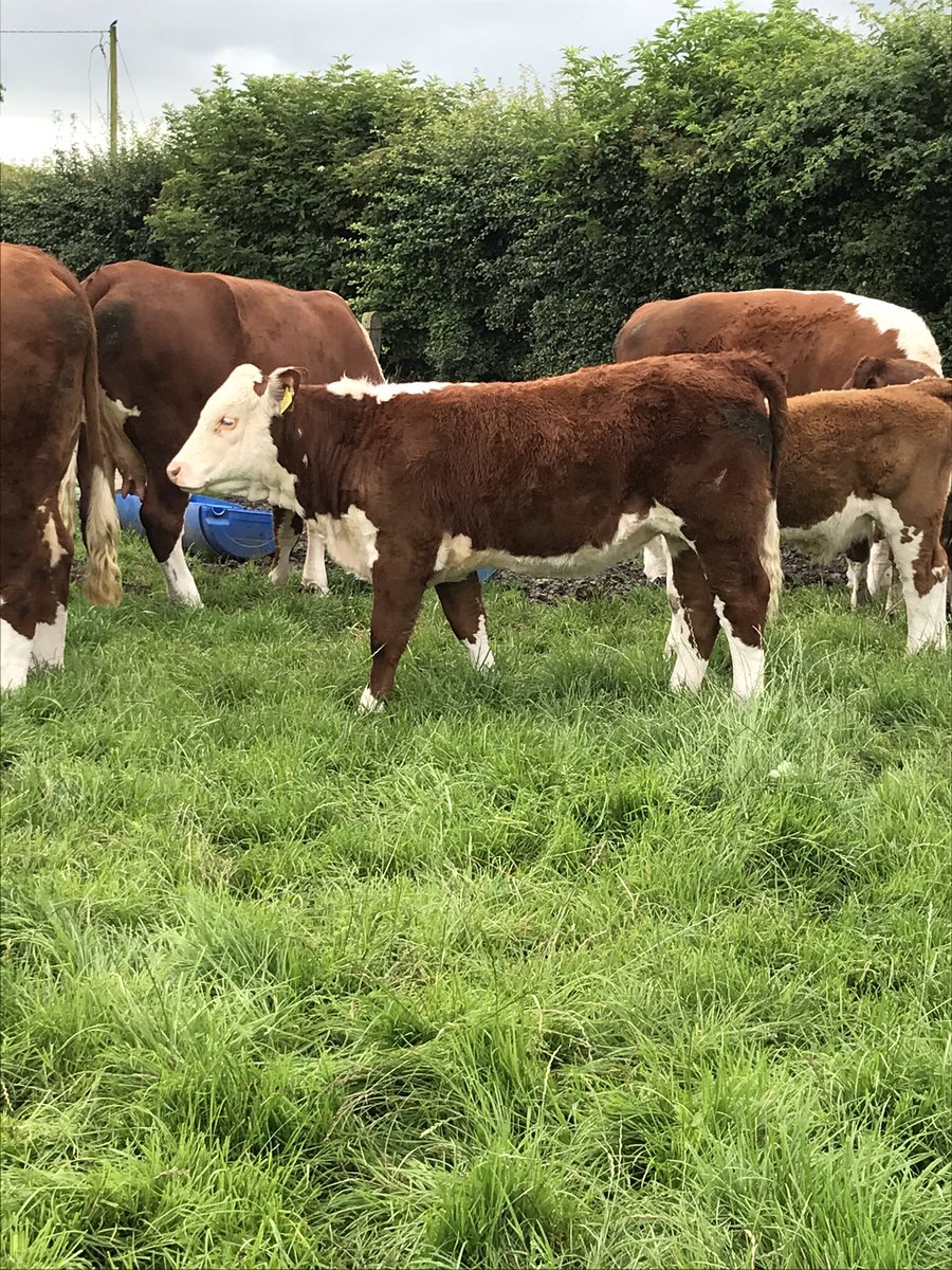 PadraicMckenna's tweet photo. Feb born heifer calf by stockbull Pulham Ringleader . https://t.co/6xVVAAG2S0