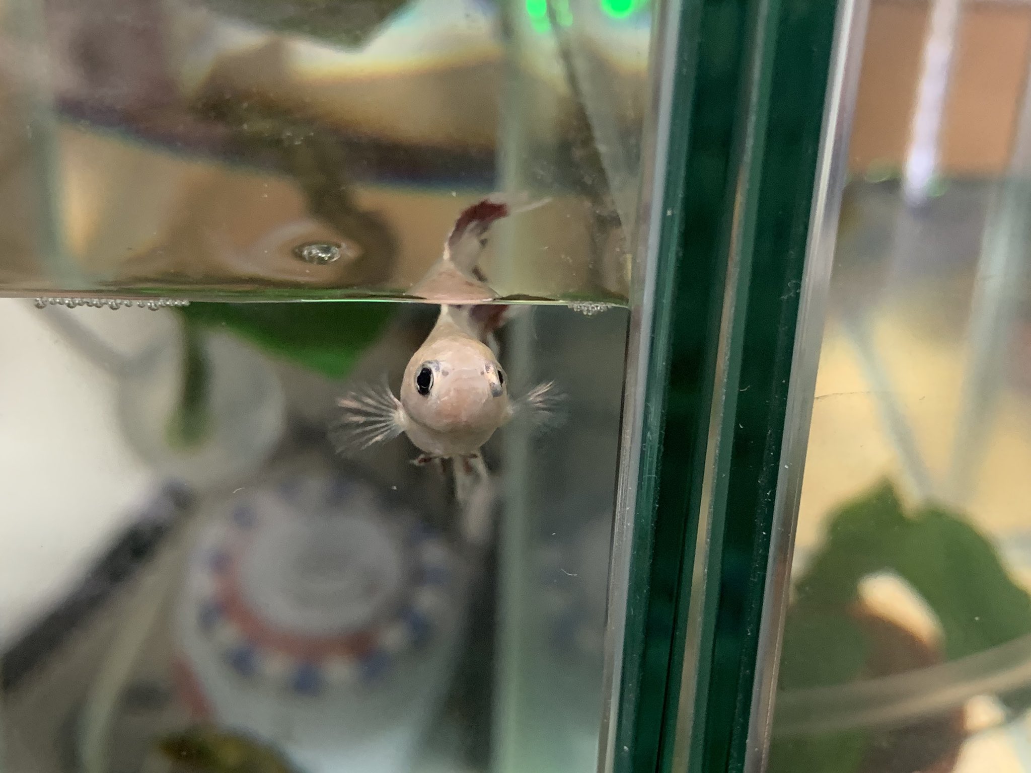 ヒヨス キリコは腹水病なんだろうか ルリさんにやられてヒレボロボロになった日からお腹パンパンになったけど 女の子よくわからん ショックから立ち直ってからは変わらず元気だしウンチョも普通にしてる T Co Idtet8mw01 Twitter