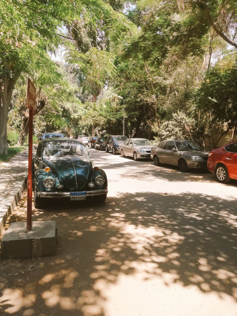 NadaGamalAbbas's tweet photo. Maadi random walks was pretty missed https://t.co/tvwedWtJNA