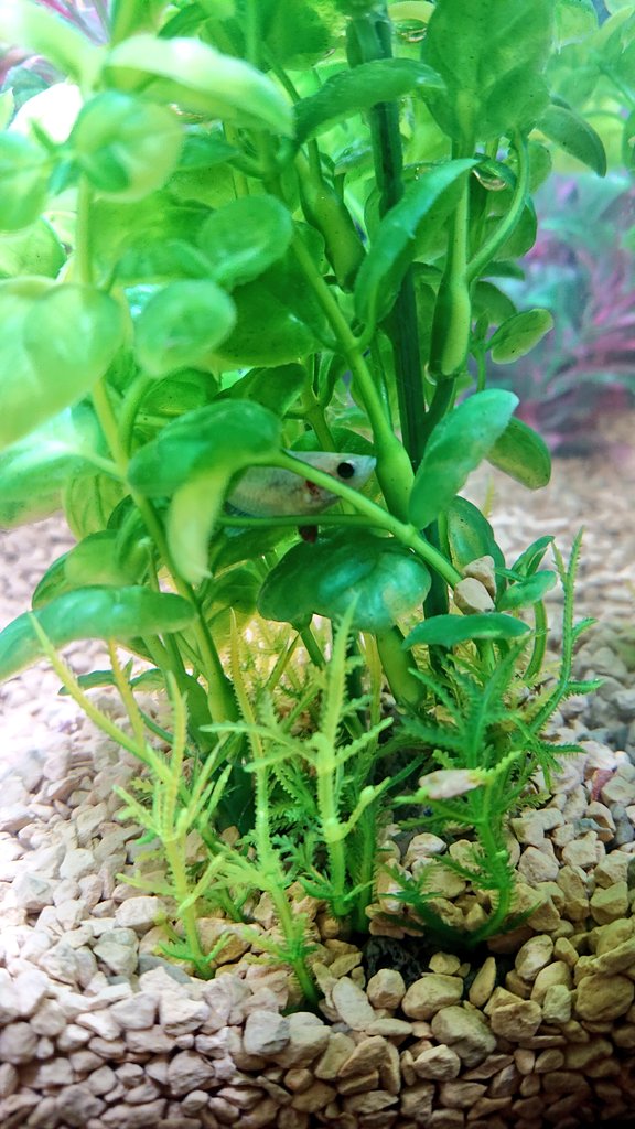 プッチ 青ベタちゃん転覆病は落ち着いたと思うんだけどこれ 絶食してるからだよな エサ上げてみてからが勝負ですね それでひっくり返ったらまた隔離して様子見る 転覆病じたいがほぼ治療不可だしな Twitter プッチ 青ベタちゃん転覆病は落ち着いたと思うんだけどこれ 絶食してるからだよな エサ上げてみてからが勝負ですね それでひっくり返ったらまた隔離して様子見る 転覆病じたいがほぼ治療不可だしな Twitter
