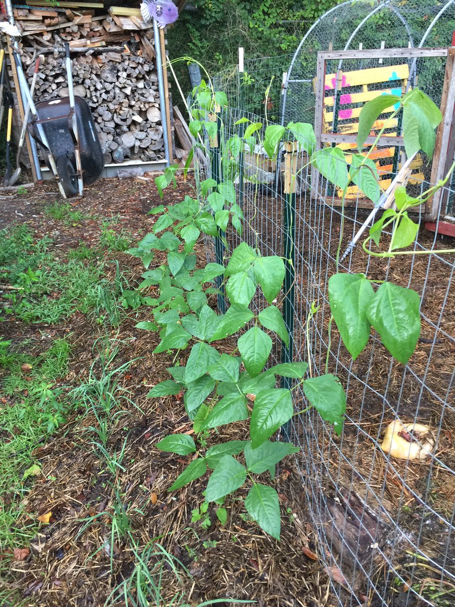 kevinsonger's tweet photo. Yard long beans grow fast here in the Florida permaculture garden in two weeks time! #permaculture #garden #beans #food #yardlongbeans https://t.co/Pbc0kv4CxW