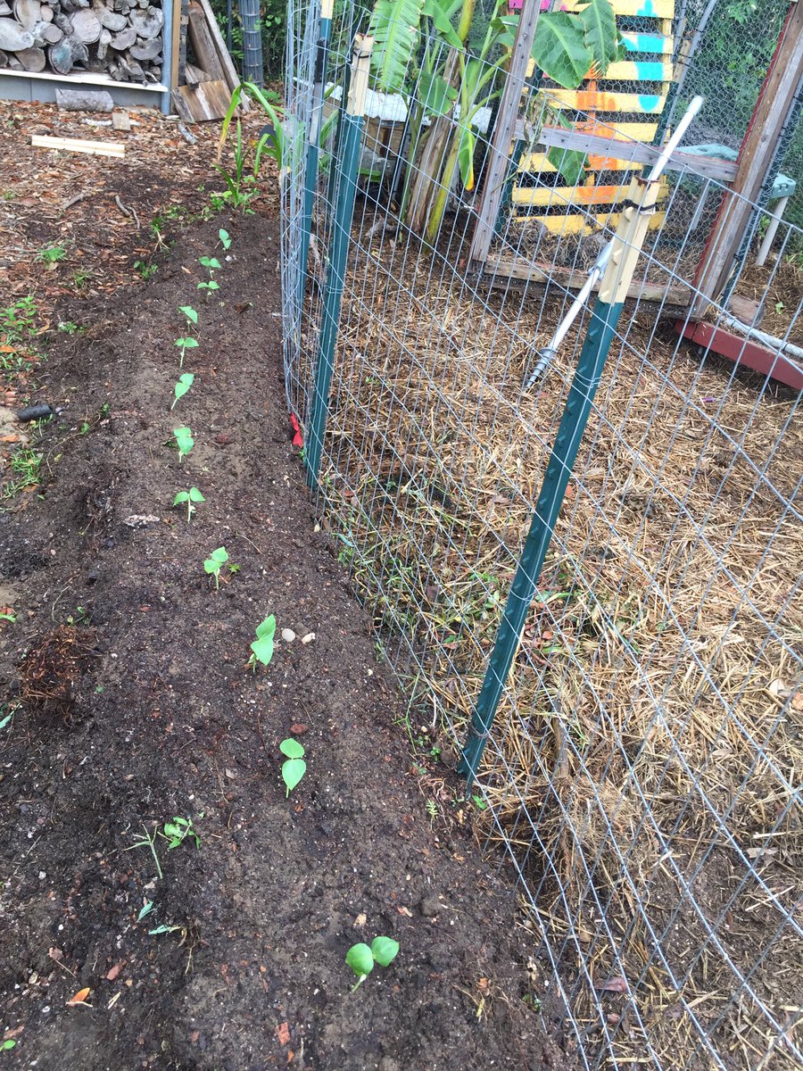 kevinsonger's tweet photo. Yard long beans grow fast here in the Florida permaculture garden in two weeks time! #permaculture #garden #beans #food #yardlongbeans https://t.co/Pbc0kv4CxW