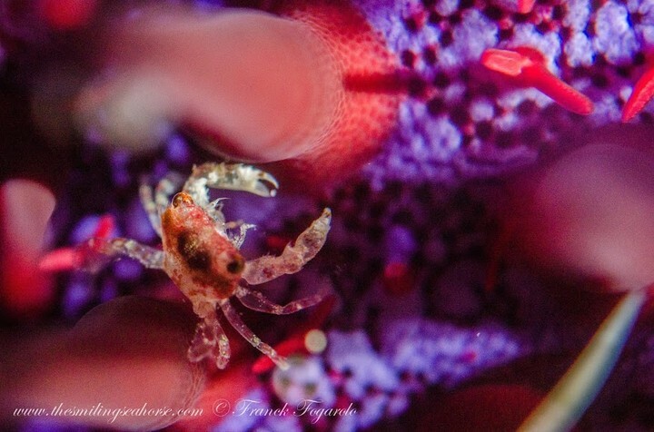 When you look closer into the reef, you can always be surprised by what you can find !⁠
⁠
Who loves macro?⁠
⁠
⁠
⁠
⁠
#macrophotography #uwmacro #burma #Thailand #fotografiasubmarina #sony #olympus #canon #uwpic #uwphotography #uwmacrophotography #… instagr.am/p/CDGlT-QAJpZ/