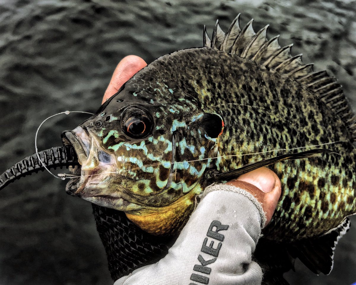FishHardDave's tweet photo. The Pumpkinseed’s on Big Rideau have no problem chomping down on bass sized dropshot baits! Imagine if they grew to 5 lbs. like the Redear’s do in the States! Z-Man Fishing’s ELaZTech baits saves you a lots of plastic! #PanfishFun #BeautifulFish #SunfishLove https://t.co/625K0QNaLP