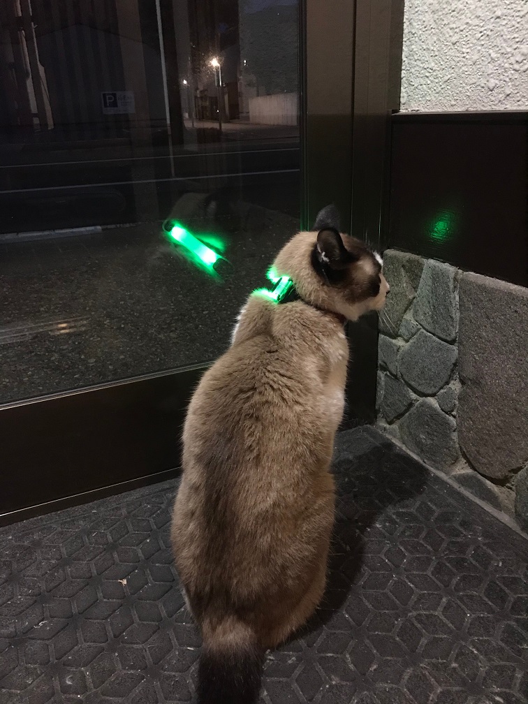 Kotajiro's tweet photo. 発光マーカー猫の散歩に丁度良い! https://t.co/bpQNwtHSWW