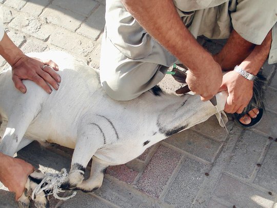 animalactivis20's tweet photo. The same hands can slit the throat of animals and can actually feed and take care of them. Which one do you think aligns with the values you believe in?
#BanAnimalSacrifice

@KanganaTeam https://t.co/WHdCp3PYee