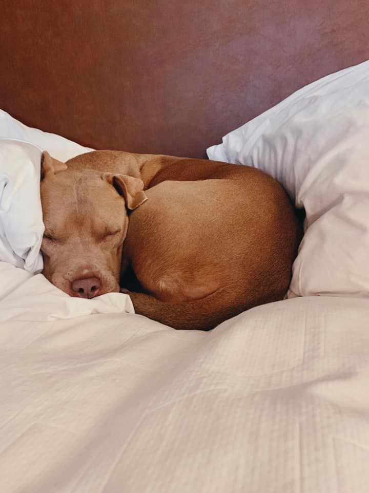 Cottonhouse_cl's tweet photo. No Sunday scaries here ✨Sit back, relax and enjoy your stay  🐾 
.⠀⠀⠀
#delta #visitcleveland #clevelandms #hotel #cottonhousecleveland #stay #mississippidelta #marriott #marriottbonvoy #tributeportfolio #southernlivinghotelcollection #cottonhouse https://t.co/URcd0J3o0d