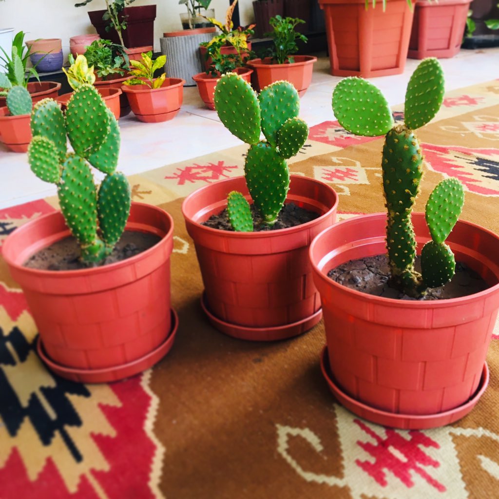 sanseveria_'s tweet photo. الصبار ( التين الشوكي ) 🌵✨ https://t.co/KIf3rS4MNk