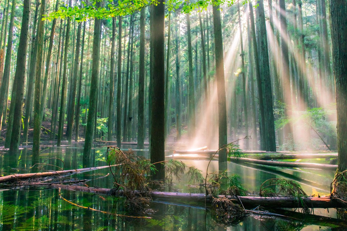 静岡県のとある山中に7年に一度数日間だけ現れるという 幻の 池の平 が神秘的だと話題に シシガミの森 遠州七不思議の1つ Togetter