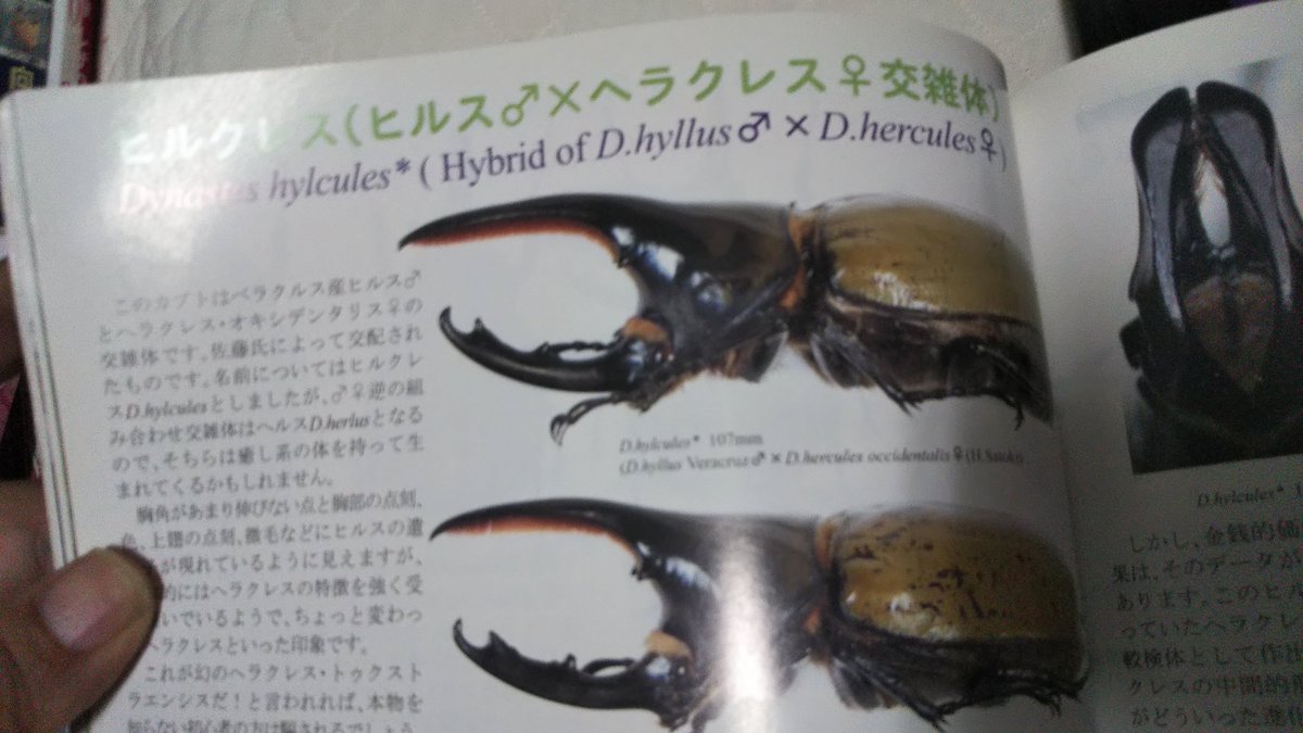 S2NxAfzYDCdPhRK @dorcus_2019 頭黒でしたからね多分新たな混雑種かも