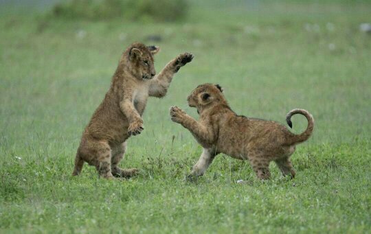 tourguideawards's tweet photo. Right now we all need a little motivation....
#LockdownSafari #Tanzania  #TanzaniaIsReady #tanzaniaunforgettable  #tanzanite  #Simba https://t.co/c7RyU8Pz3s