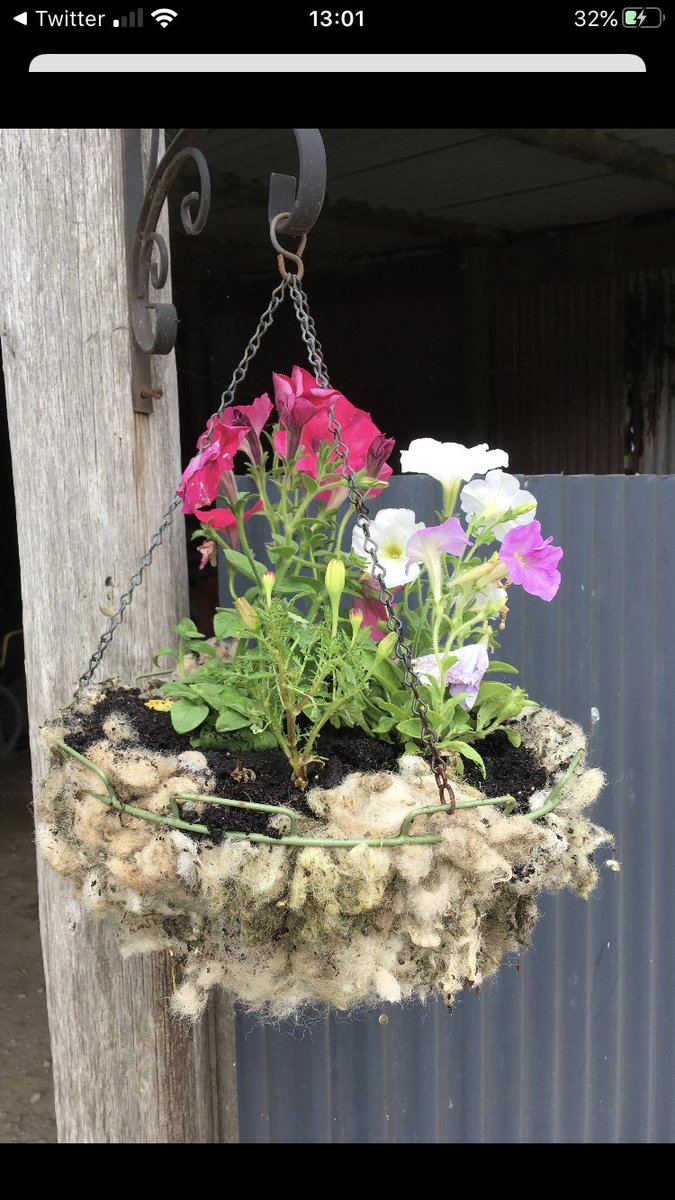 1GarethWynJones's tweet image. A farming friend used wool in her hanging baskets . Great idea and very practical. @BritishWoolFarm