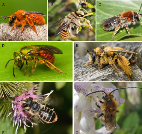 PollinatorsKU's tweet photo. New bee chapter in the Encyclopedia of Social Insects
https://t.co/bFlPI0r3H2 https://t.co/o9aocexwdM
