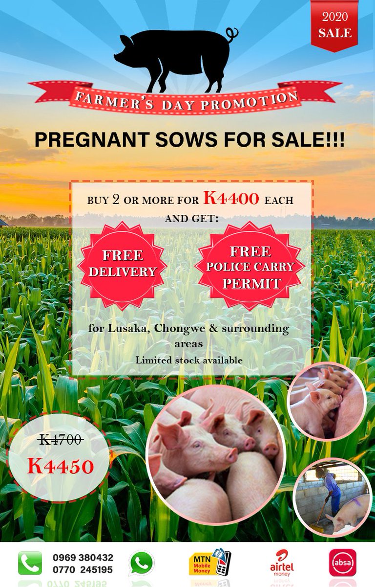 KalengaKamwendo's tweet photo. My people, I don't only fly planes at 21, na livestock tula chaya time time so if you are or know anyone interested in pregnant pigs 🐷🐖 I'm selling some. Kindly RT my client might be on your TL. https://t.co/O8ja6YiBeT