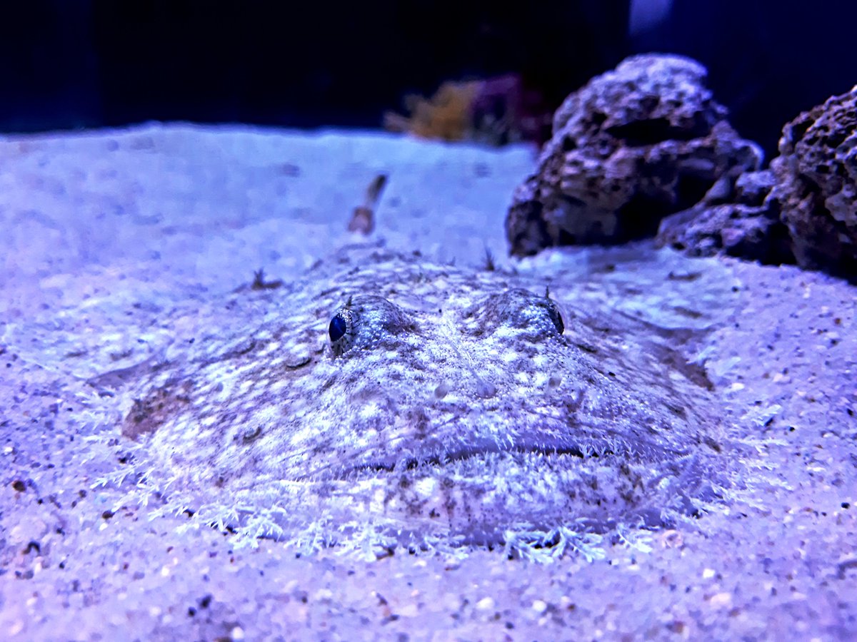 All'#AcquarioCalaGonone è arrivato un altro predatore d'agguato...la rana pescatrice!😍
E' un pesce di fondale che attira la preda muovendo il filamento che porta sulla testa avanti e indietro, come una canna da pesca e poi spalanca le fauci e la ingoia in un sol boccone!