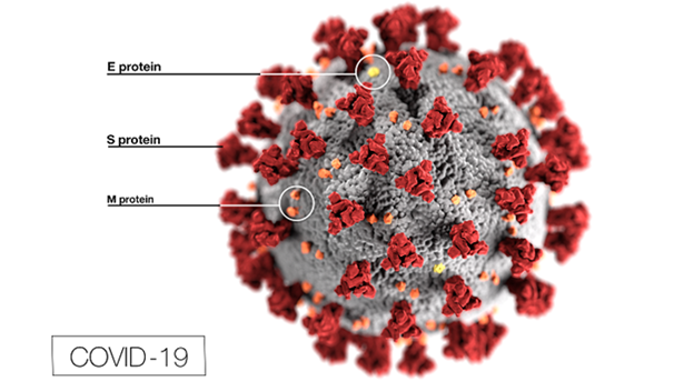 The outside surface of a coronavirus is made up of several different protein molecules, which together form a sphere to encapsulate the RNA molecule that holds all of the instructions for making more virus. There are S, M, and E proteins.