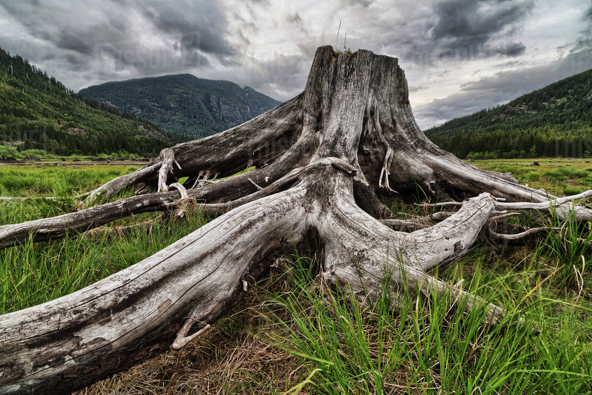 H2OEcologist's tweet photo. @GOP @realDonaldTrump Rt if you would vote for this stump before trump.

#Stump2020 #StumpTrump https://t.co/y3sB8Pc1dC