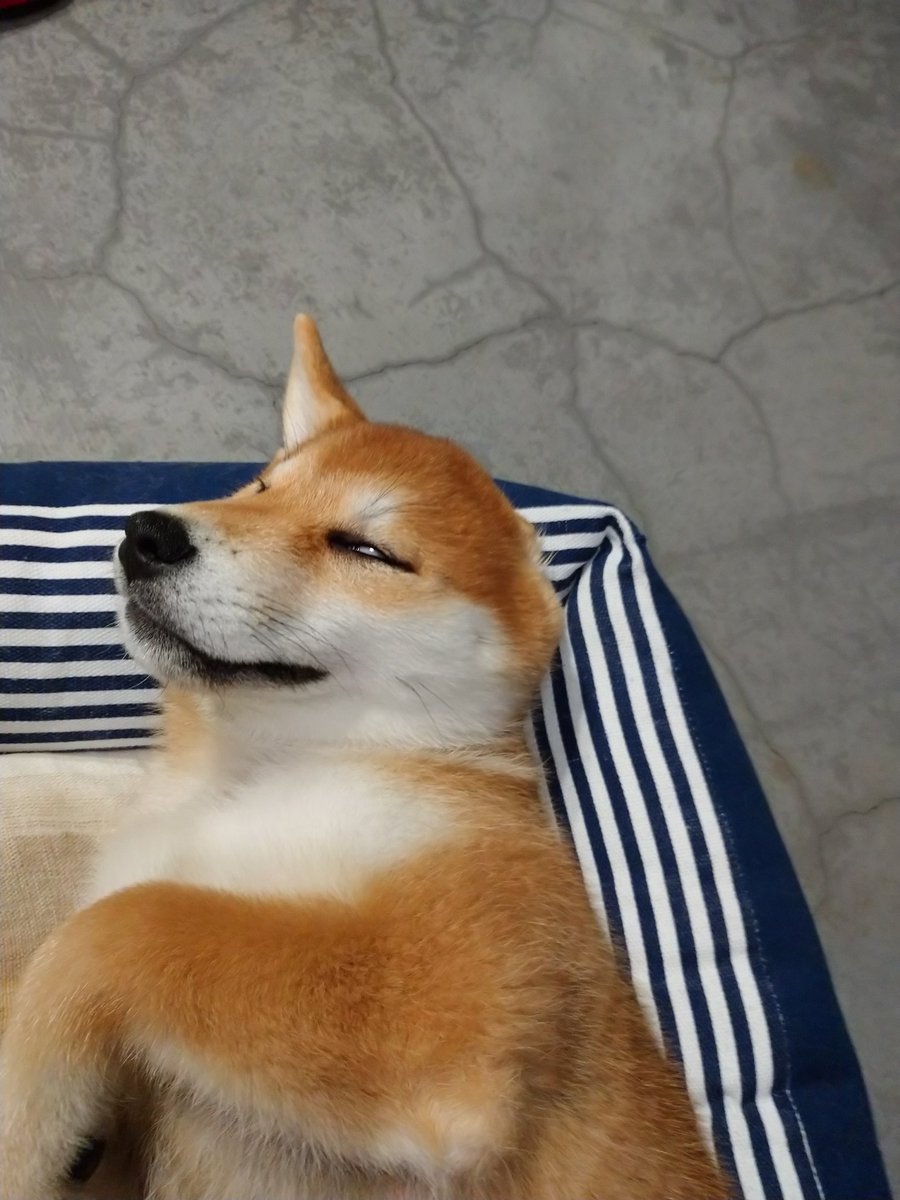 寺犬まつば 飼主ハル 今日のアヌビス神様 左耳消えた