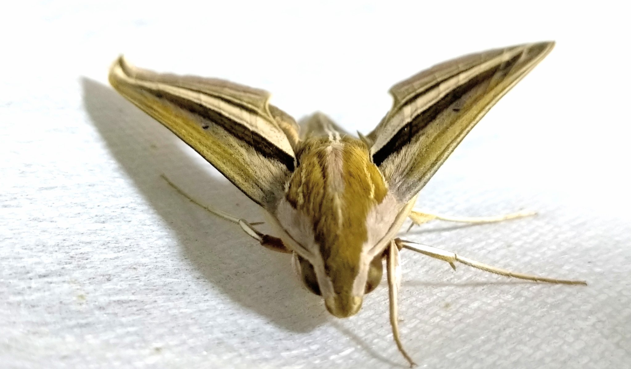 Koji セスジスズメガ羽化 予想してたより蛹の期間短くてビックリ こないだまでサトイモの葉っぱ食べてたのにね T Co 0ak5ngdeqq Twitter