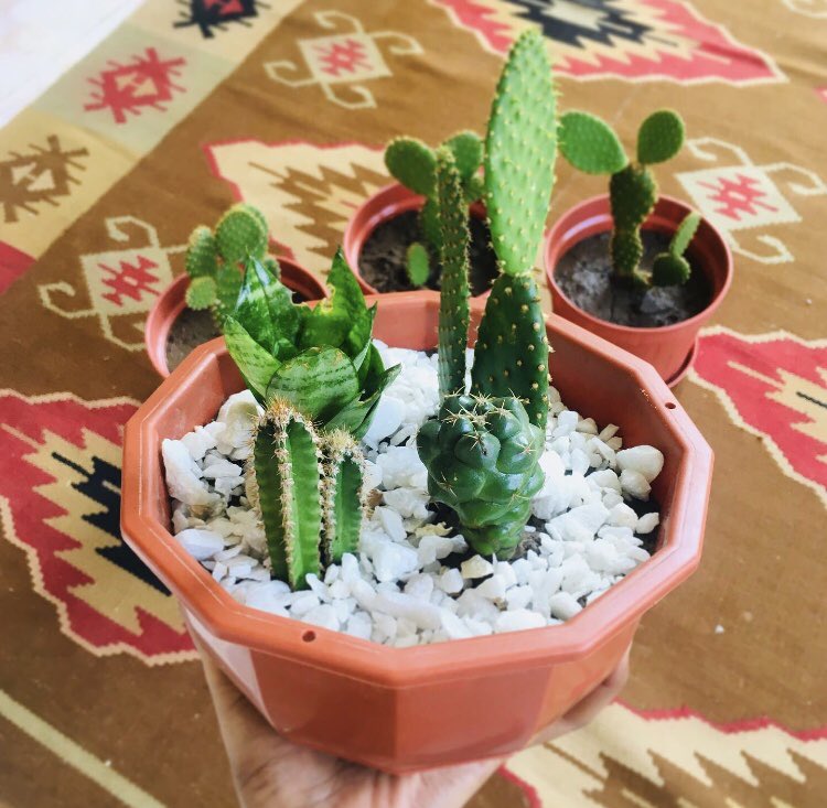 sanseveria_'s tweet photo. CACTUS CITY🌵✨
.
beehive cactus 
.
sweetpotato cactus 
.
sanseveria 
.
prinkly pear 
. https://t.co/SpeGftjBlQ