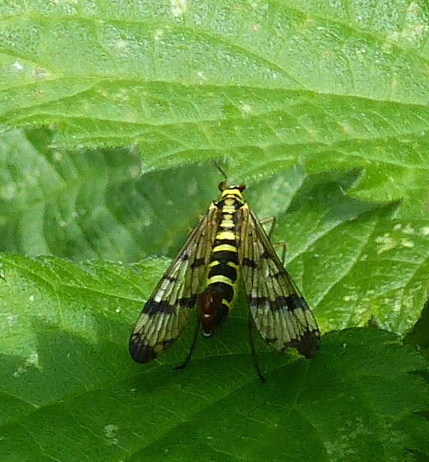 IreneBoston2's tweet photo. Wall Brown at Gipsy Lane @BrancasterNT - it's not often I see them there. Plus a Scorpion Fly - never seen one before! Only managed a quick shot before it shot off @BC_Norfolk https://t.co/Q5PVthNZqB