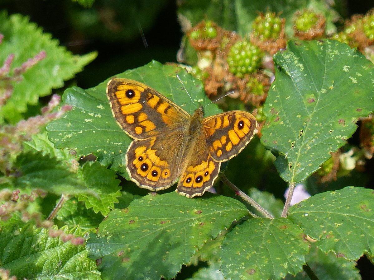 Irene Boston (@ireneboston2) on Twitter photo Wall Brown at Gipsy Lane <a href="/BrancasterNT/">Brancaster NT</a> - it's not often I see them there. Plus a Scorpion Fly - never seen one before! Only managed a quick shot before it shot off <a href="/BC_Norfolk/">BC Norfolk</a> Wall Brown at Gipsy Lane <a href="/BrancasterNT/">Brancaster NT</a> - it's not often I see them there. Plus a Scorpion Fly - never seen one before! Only managed a quick shot before it shot off <a href="/BC_Norfolk/">BC Norfolk</a>