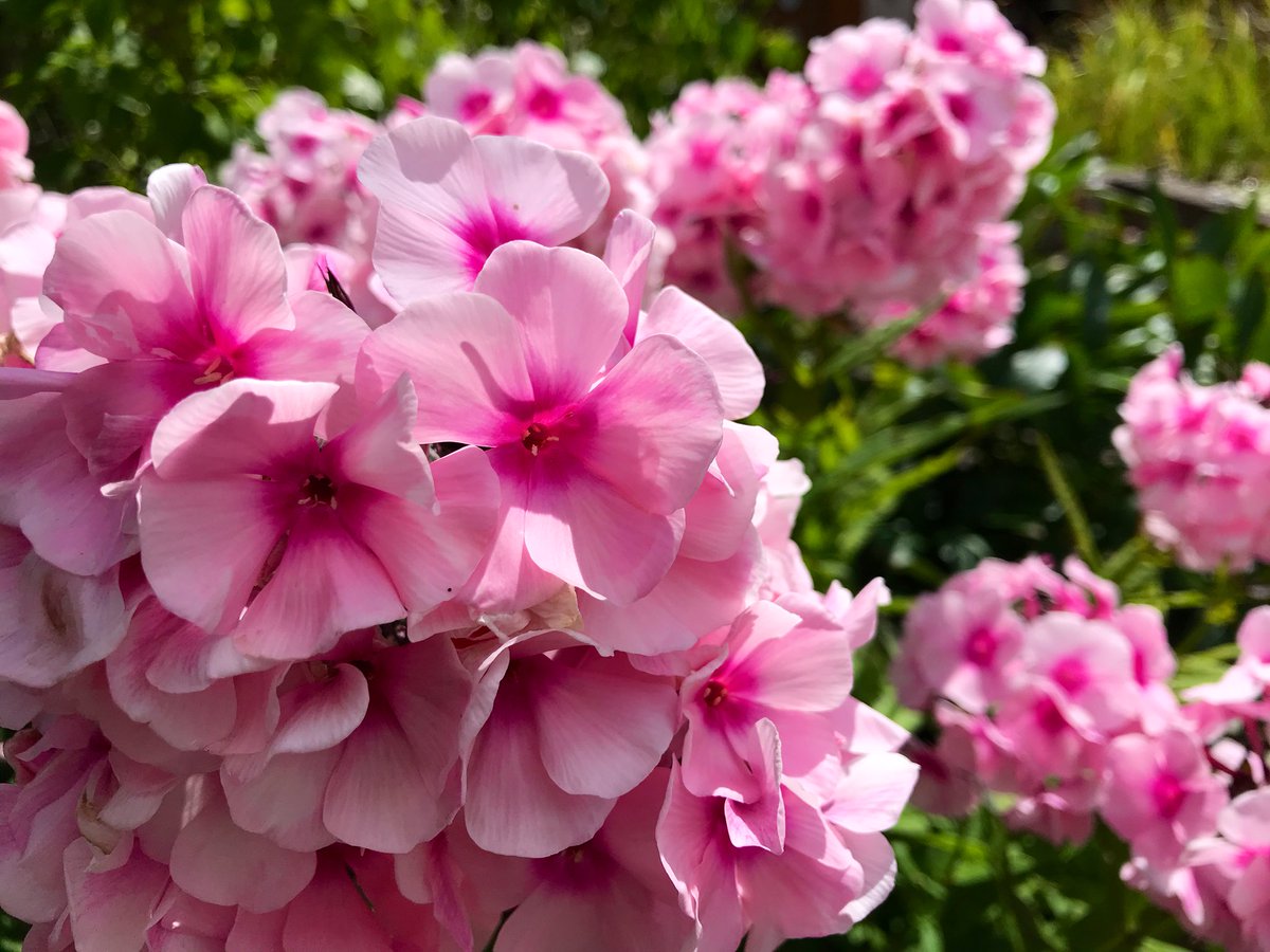 ranjarietje's tweet photo. Ik blijf thuis 🏡
#tuintweet https://t.co/GreCLJ2yp6
