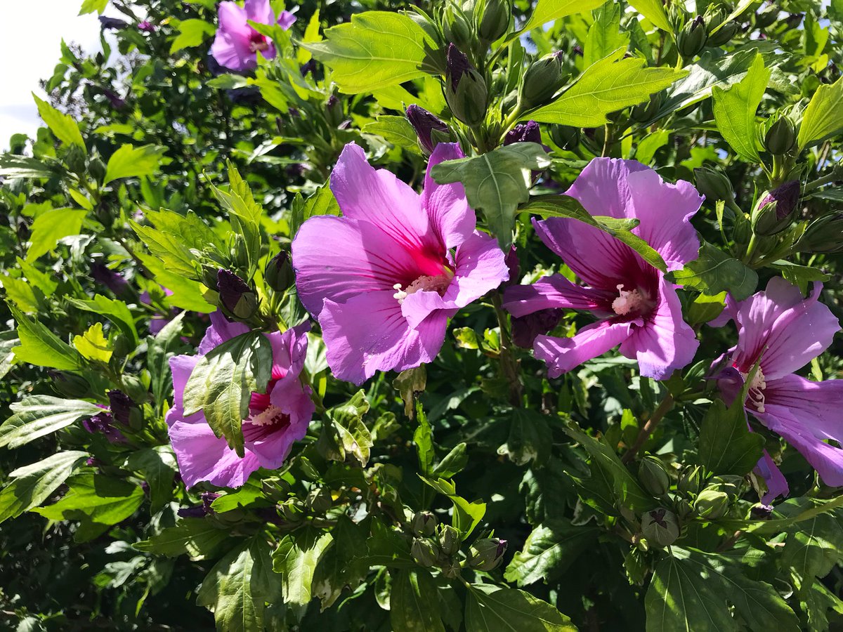ranjarietje's tweet photo. Ik blijf thuis 🏡
#tuintweet https://t.co/GreCLJ2yp6