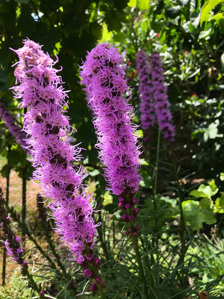 ranjarietje's tweet photo. Ik blijf thuis 🏡
#tuintweet https://t.co/GreCLJ2yp6