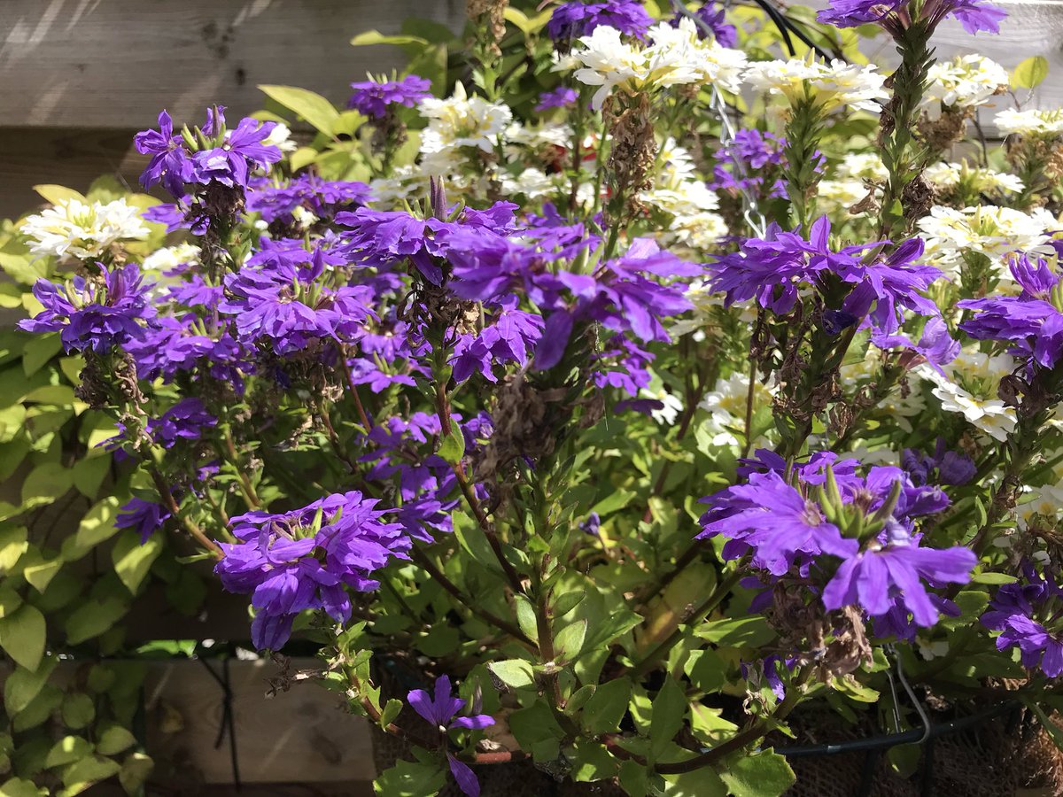 ranjarietje's tweet photo. Ik blijf thuis 🏡
#tuintweet https://t.co/GreCLJ2yp6